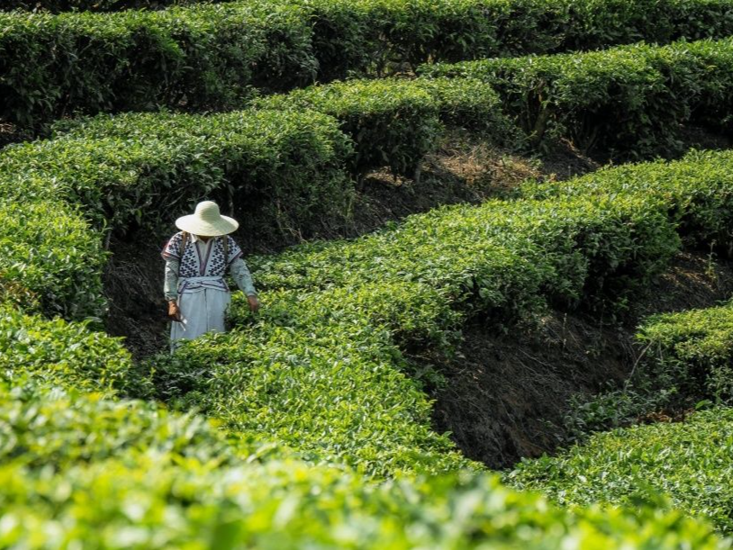 茶养赋｜人文天地·南海潮