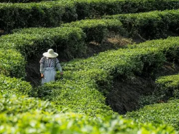 茶养赋｜人文天地·南海潮