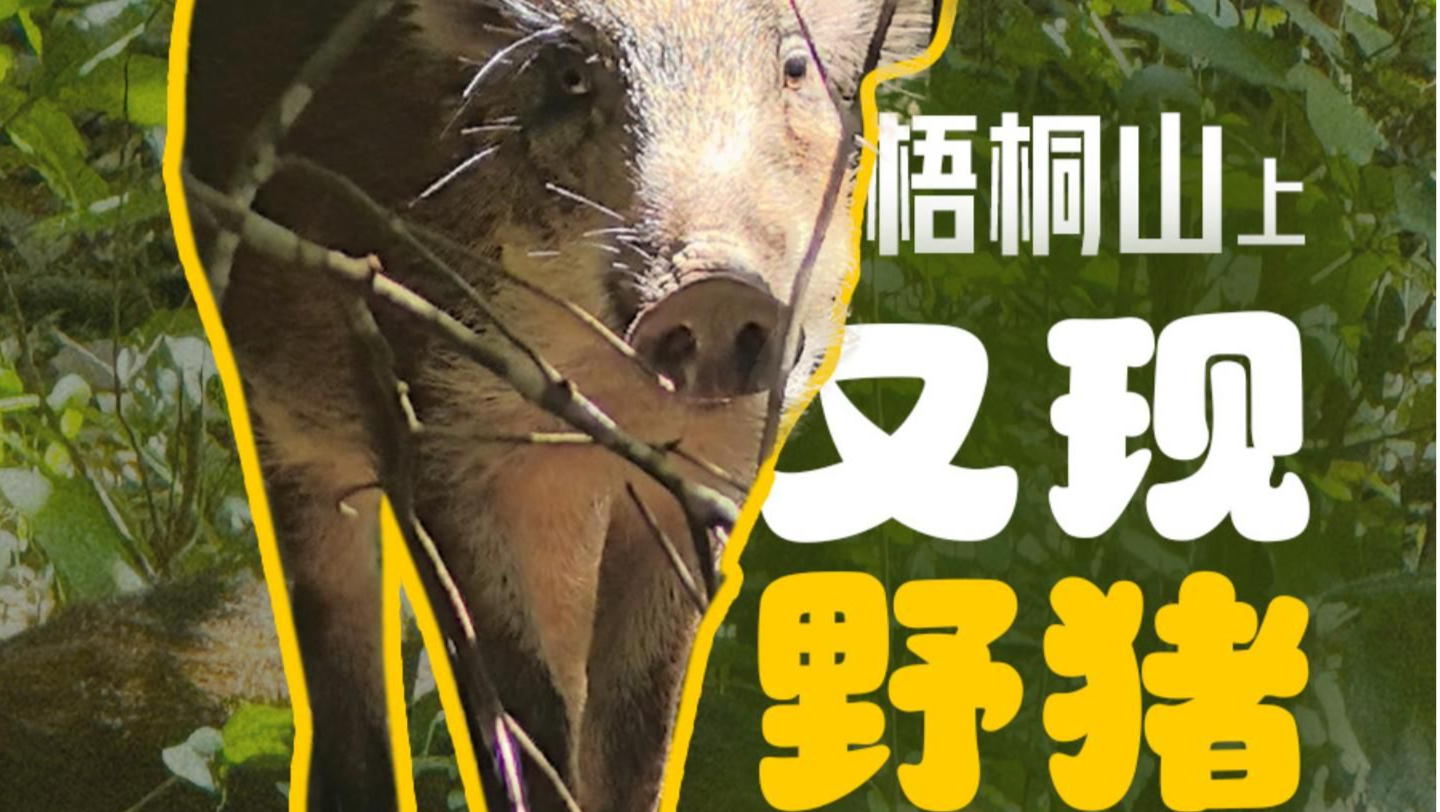 在场 | 神奇动物在深圳 梧桐山上又现野猪