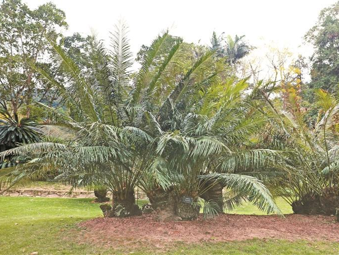 为“植物活化石”制定保护方案 全球苏铁基因组计划在深启动