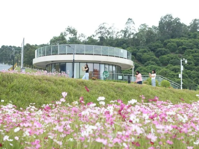 超美、免费！东莞这个郊野公园，花开成海！秋游赏花安排上...
