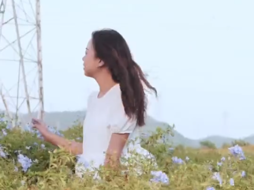 晶报带你游深圳丨很仙很粉！来“陌上花”出大片吧