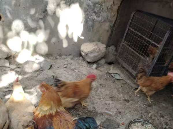 200只鸡引发的邻里纠纷，不出网格被化解