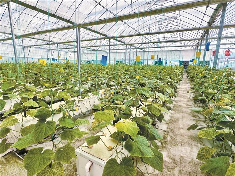 深圳聚力推进“百千万工程”走深走实