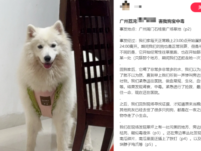 超40只宠物狗疑似中毒死亡，协会通报！
