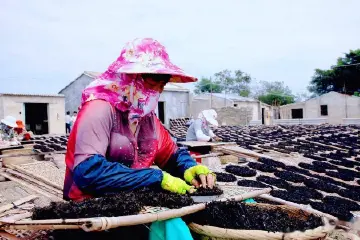 壮观！潮州市海山镇有片“海上菜园”