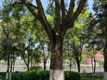 香樟树的疲惫