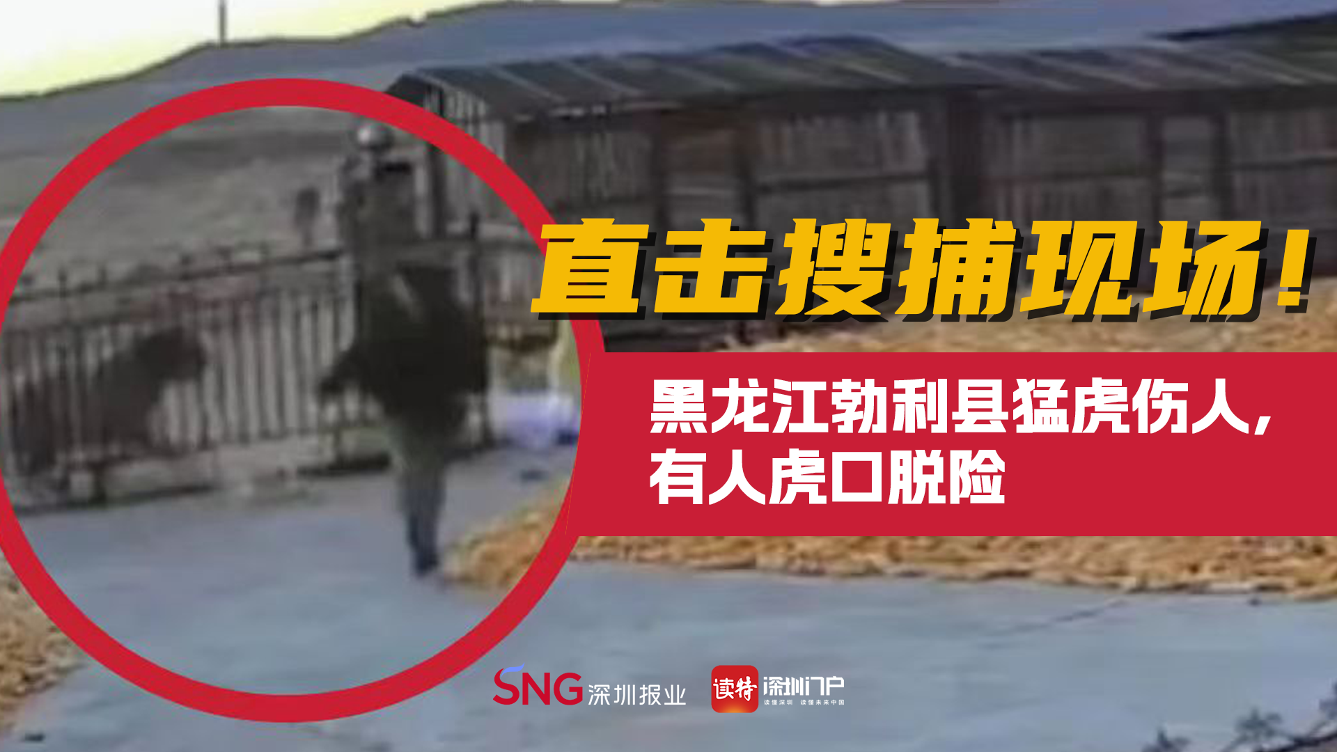 直播 | 直击搜捕现场！黑龙江勃利县猛虎伤人，有人虎口脱险