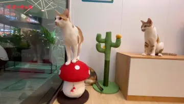 首个AI+猫咪领养站现身！深圳“宠物友好”再上新高度