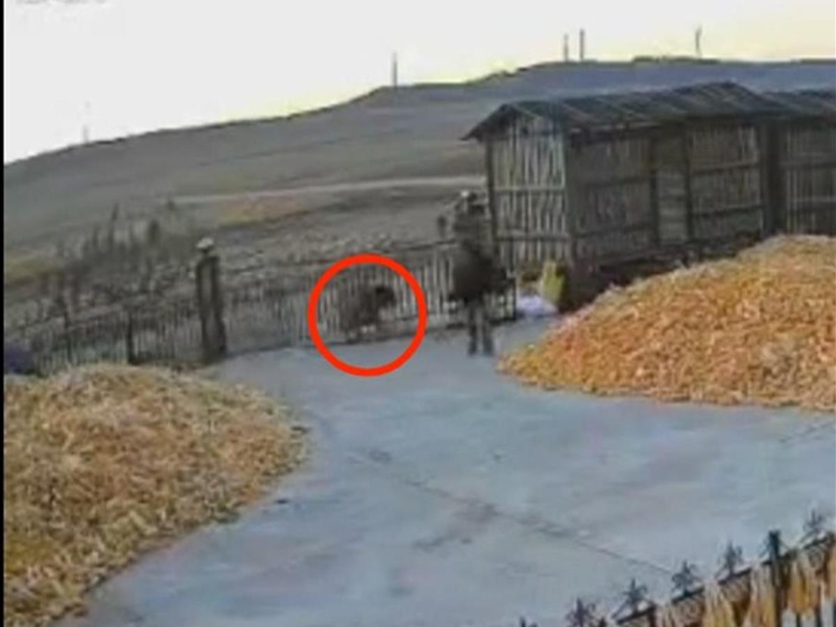 被老虎咬伤的村民左手保住了！虎口脱险亲历者自述→