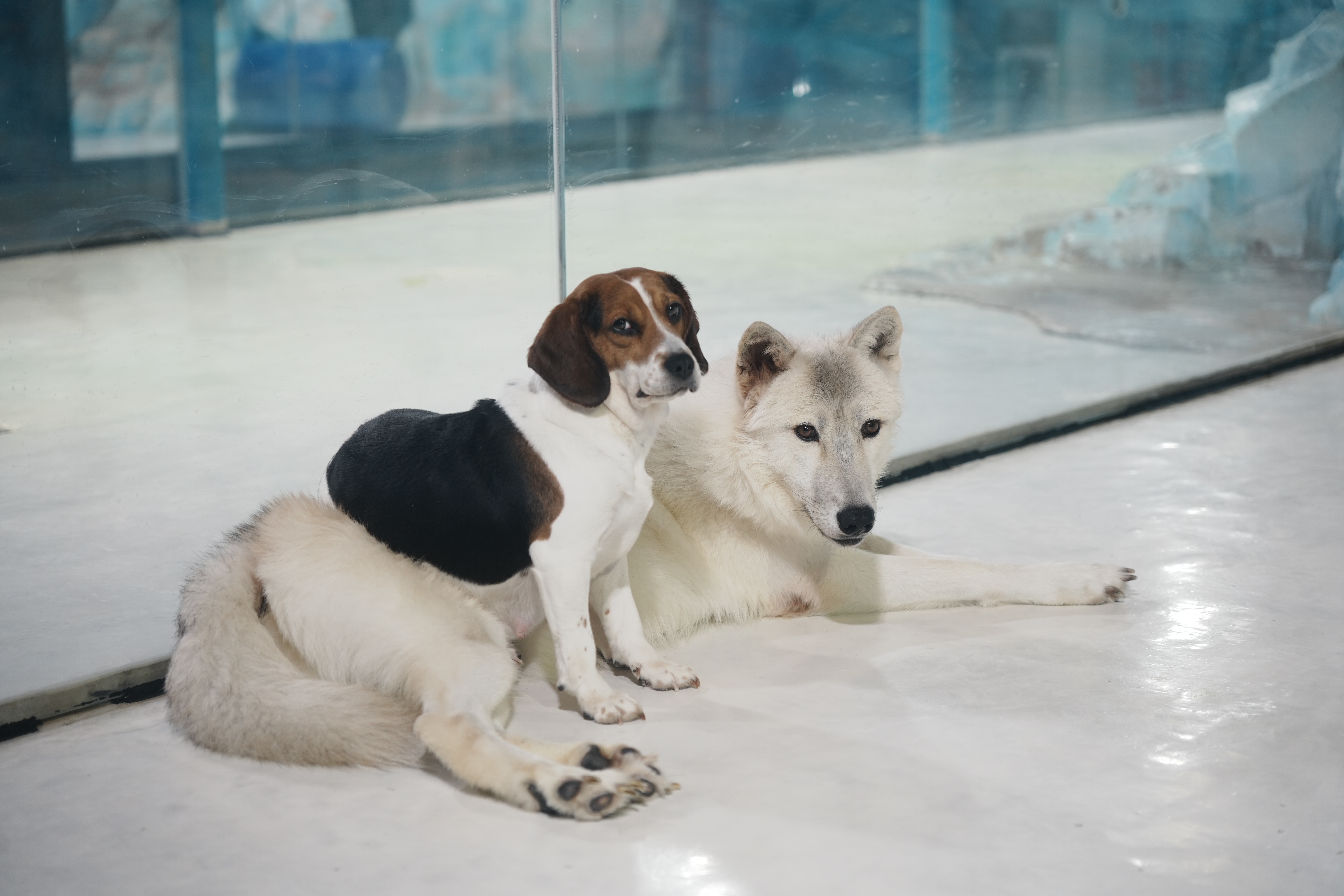 霸榜5天！“克隆北极狼和犬妈妈”成“尔滨”新顶流