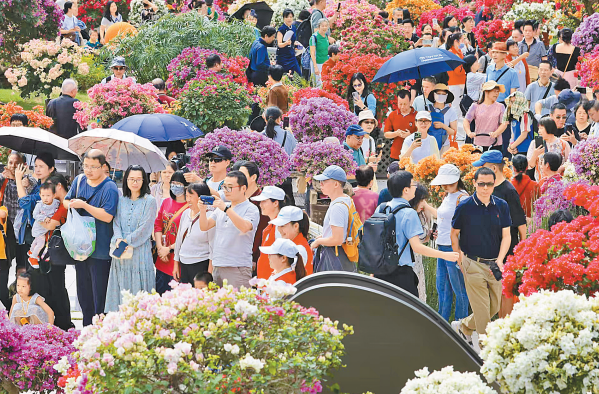 市花开成海、赏花人如潮！深圳簕杜鹃赏花周首个周末，莲花山公园日均客流超10万人次