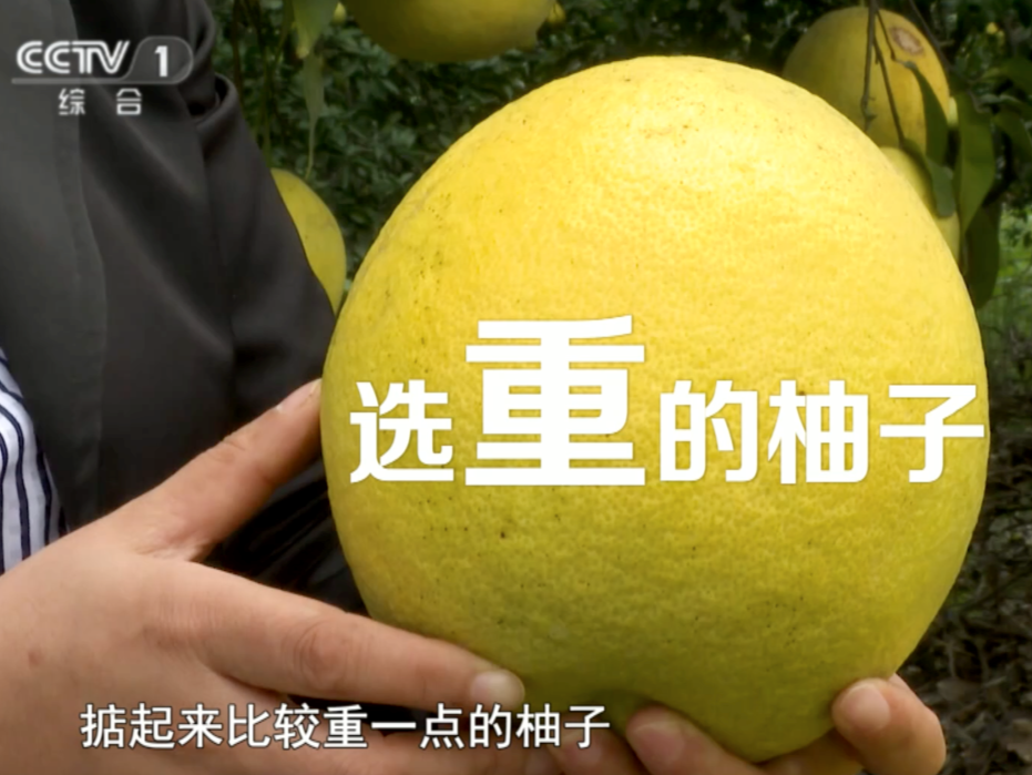 五类人群注意！吃这些药时最好不要吃柚子，健康吃法速来Get