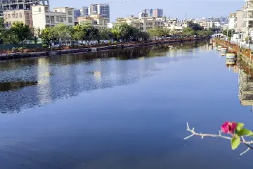 “百千万”攻坚战·中山治水丨坦洲镇：河水变清，记忆里的美丽乡村回来了