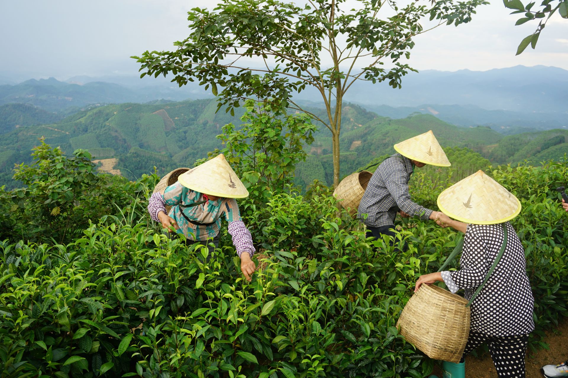 广西“乔一六堡茶”首亮深圳
