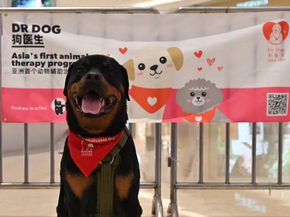 助教犬上课途中疑中毒死亡！宠物安全遭威胁，“铲屎官”该怎么办？