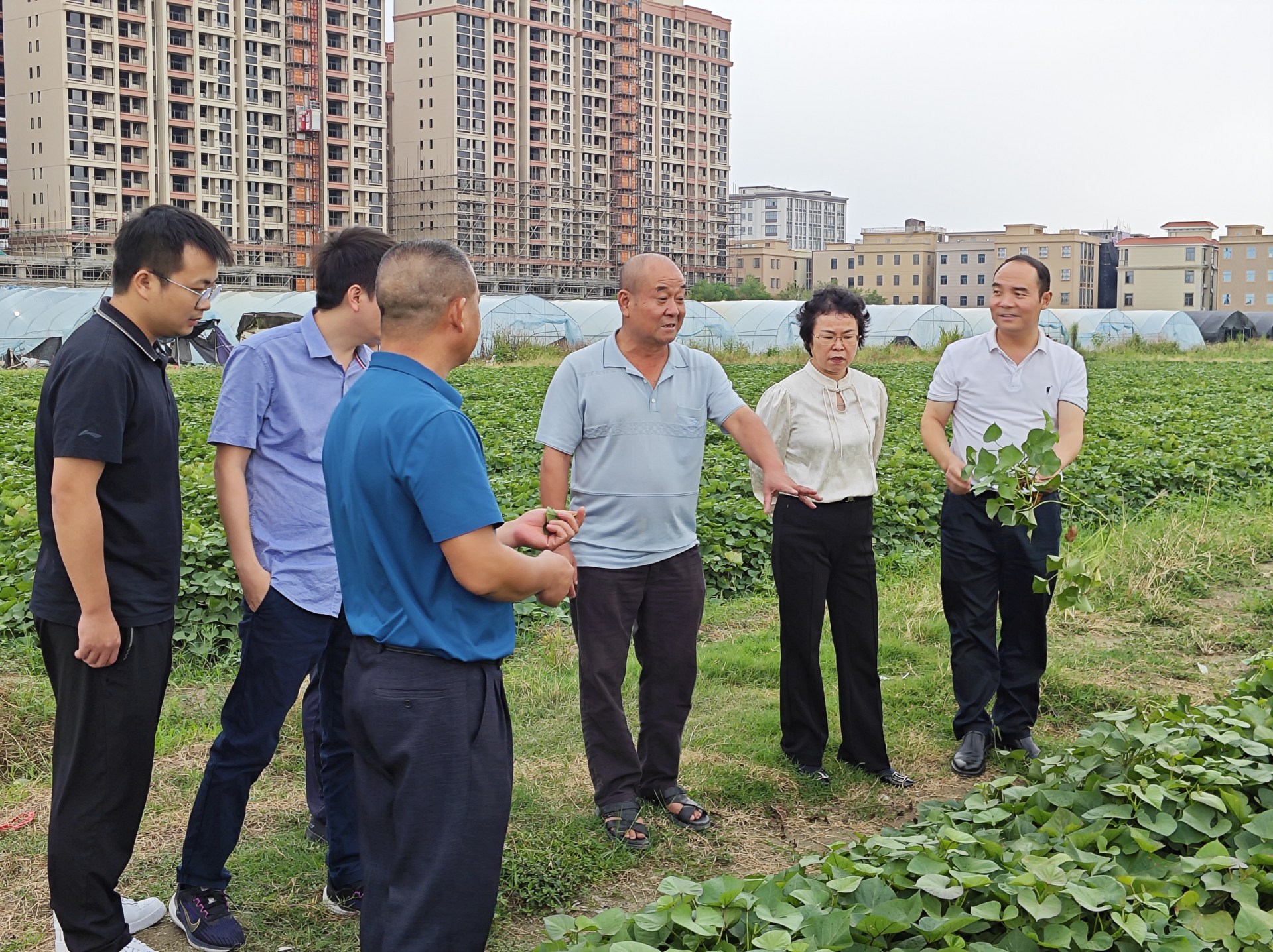 深圳驻陇田镇帮扶工作队携手深圳市农检中心，开展农作物良种推广与种植技术问诊活动