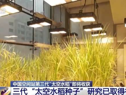 期待！中国空间站第三代“太空水稻”即将收获 