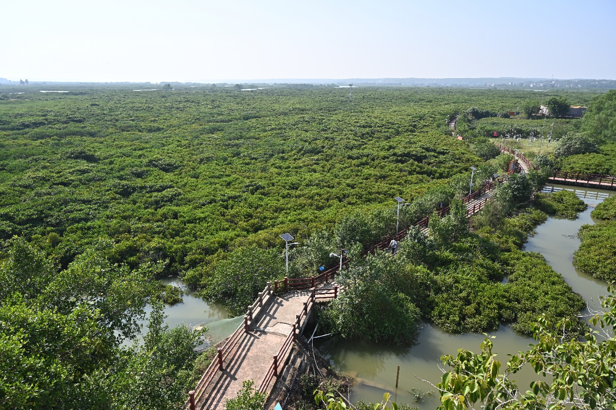青山计划在行动，百万公益商家共护湛江红树林