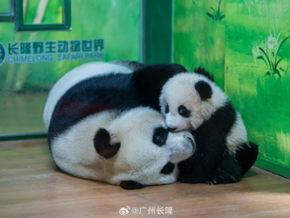 游客用激光笔照大熊猫眼睛？广州长隆：已反馈，大熊猫暂未发现异常