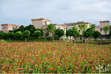 “百千万工程”镇街巡礼⑩丨西区街道：农文旅融合“串珠成链”，绘就乡村好风景