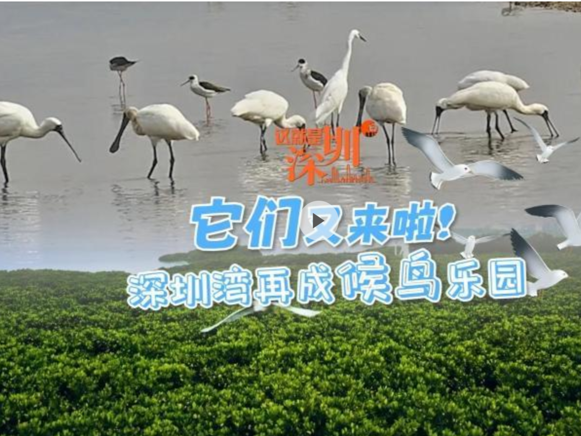 这就是深圳 | 它们又来啦！深圳湾再成候鸟乐园