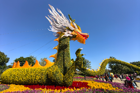 快来看188米“菊花长龙”！2024年小榄菊花会开幕