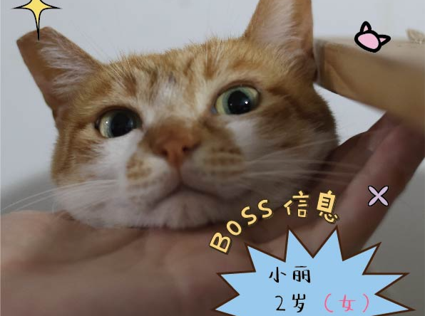 猫宝宝全被领养，“圆脸甜心”猫妈妈待寻新家｜百宠回家