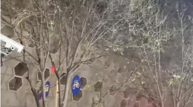 登顶热搜！北京多地飘雪，你那里下雪了吗？