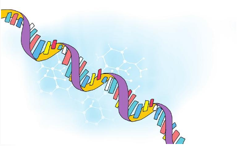微小RNA：神秘“小开关” 微观“指挥家”
