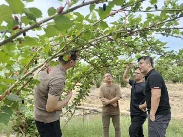科技特派员下乡“问诊”，为汕头金灶镇特色水果产业“开良方”