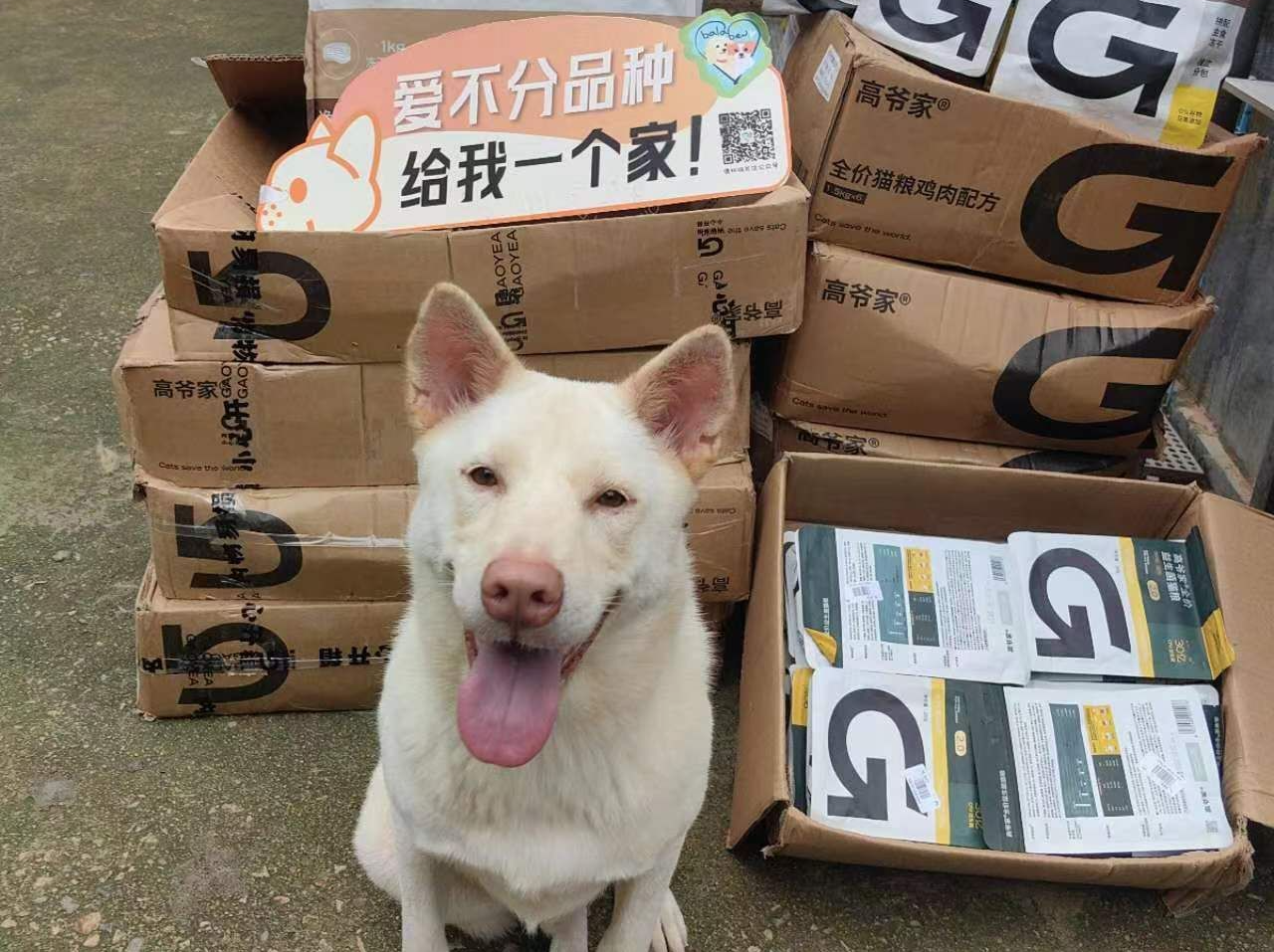 谢谢您的云投喂，毛孩子们的安心饭票已到位！｜百宠回家