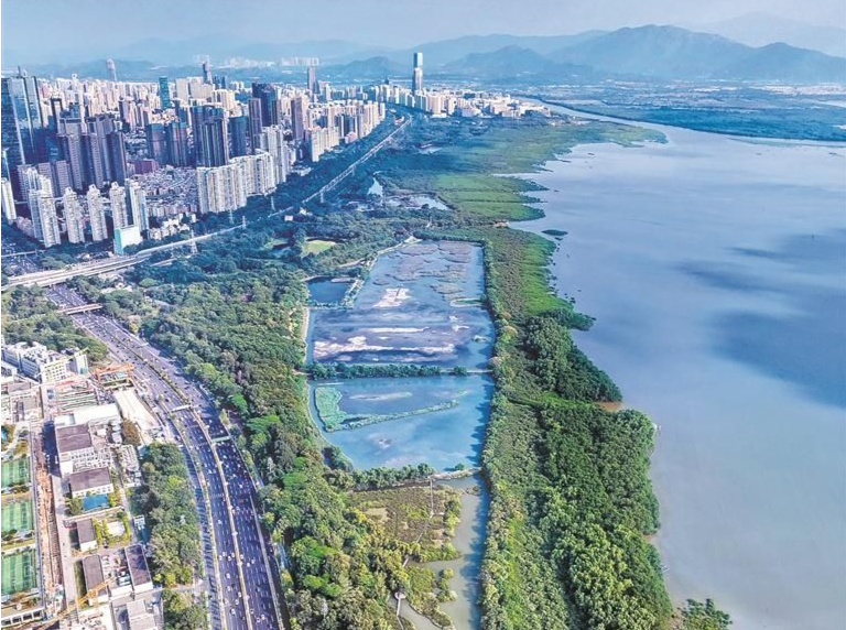 深圳红树林湿地：城市中心的“世外桃源”