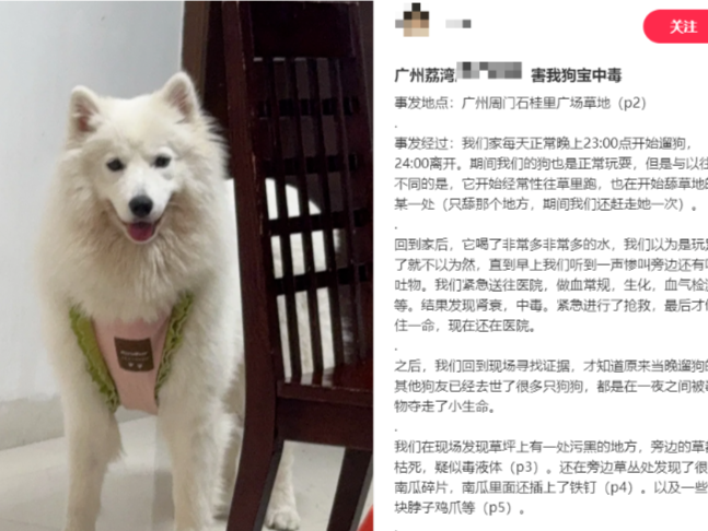 广东宠协再回应“狗中毒事件”：症状相似，尚不确定是否为群体作案