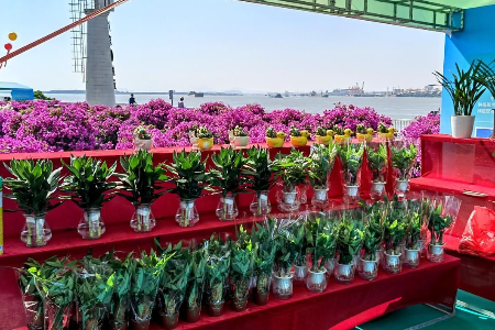 居家花卉走俏，为中山“美丽经济”添“花样”