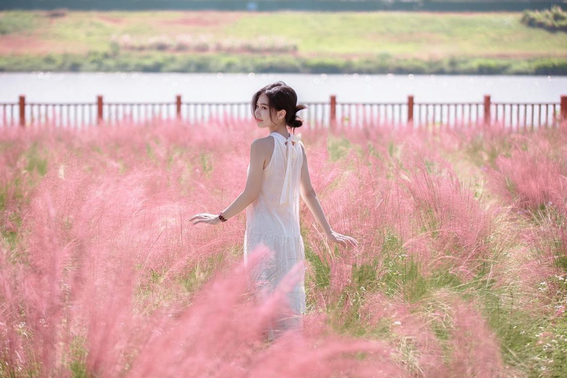 “粉色浪漫”美丽绽放，三水芦苞30亩粉黛乱子草等你来打卡！