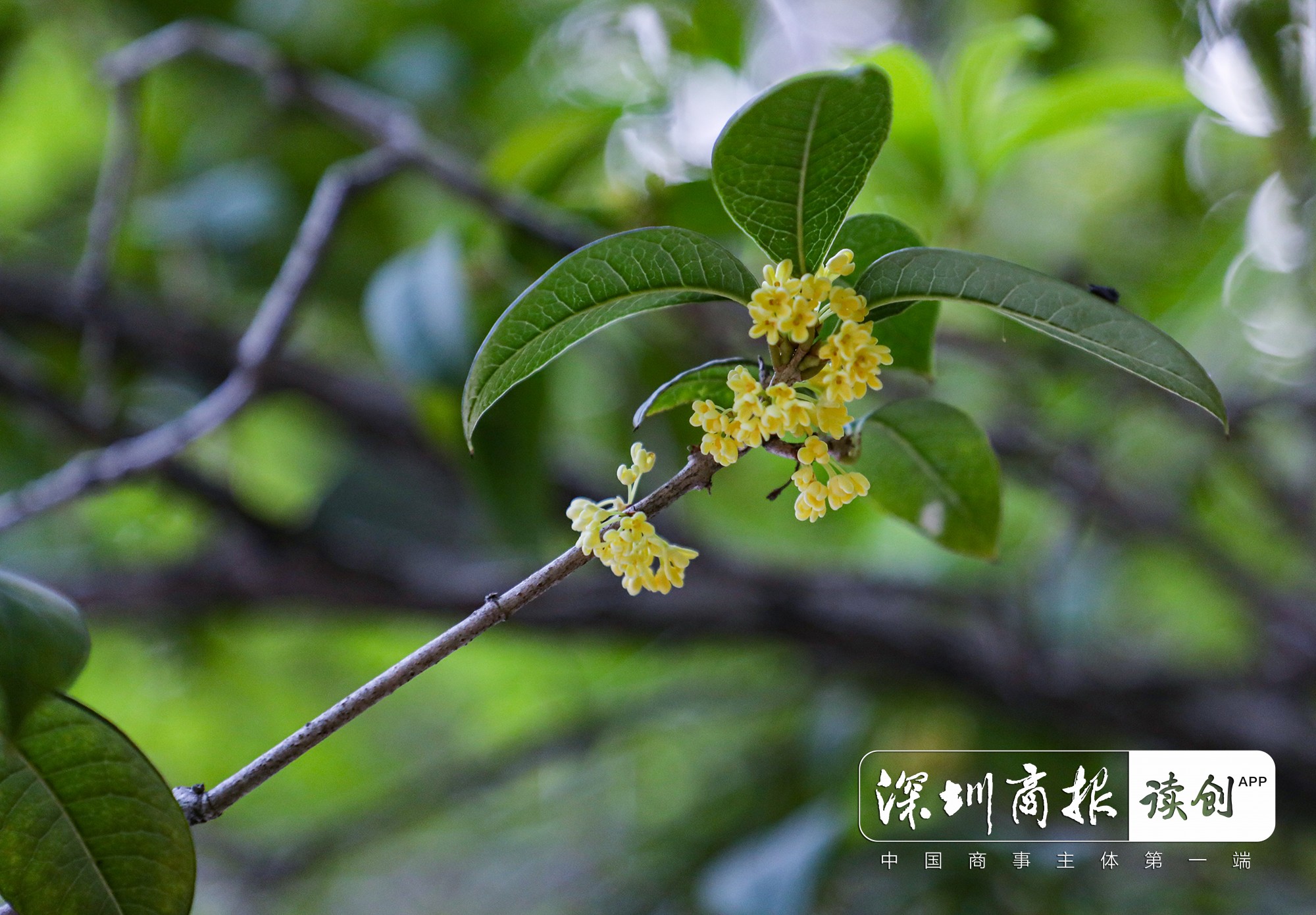龙年秋来晚，桂花吐艳比去年推迟十六天