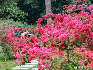 莲花山公园周边“赏花”堵 绿色出行更省心