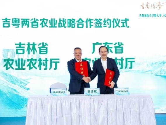 吉粤两省携手推出“当家名品”！吉林长白参vs广东化橘红在农交会上“交辉”
