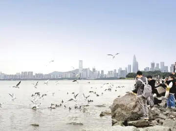晶报特别报道 | 深圳湾畔的候鸟粉丝见面会