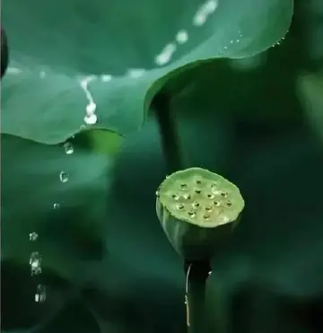 曾将美好珍藏