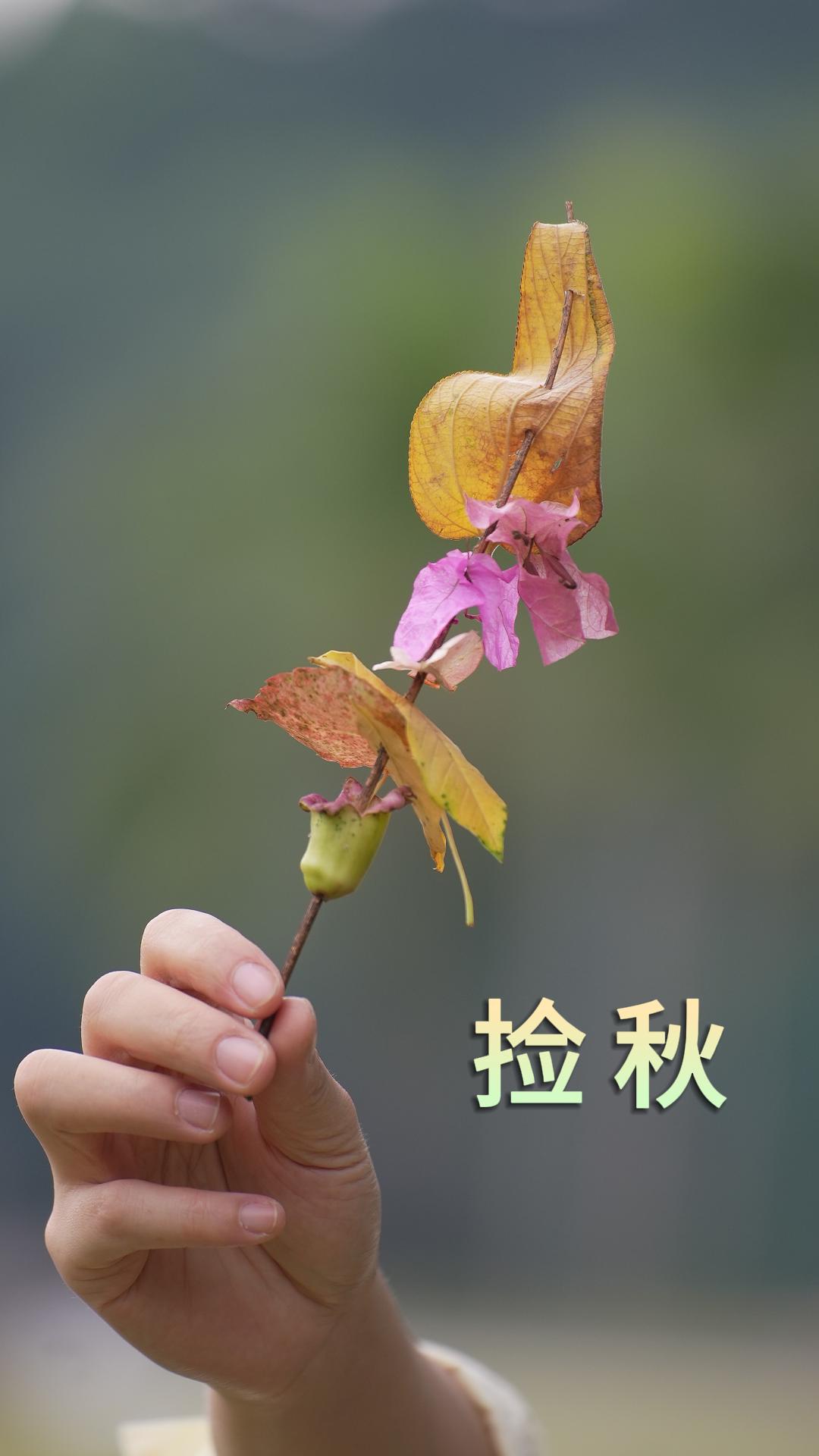 深圳的秋天来啦，到公园去捡秋吧！