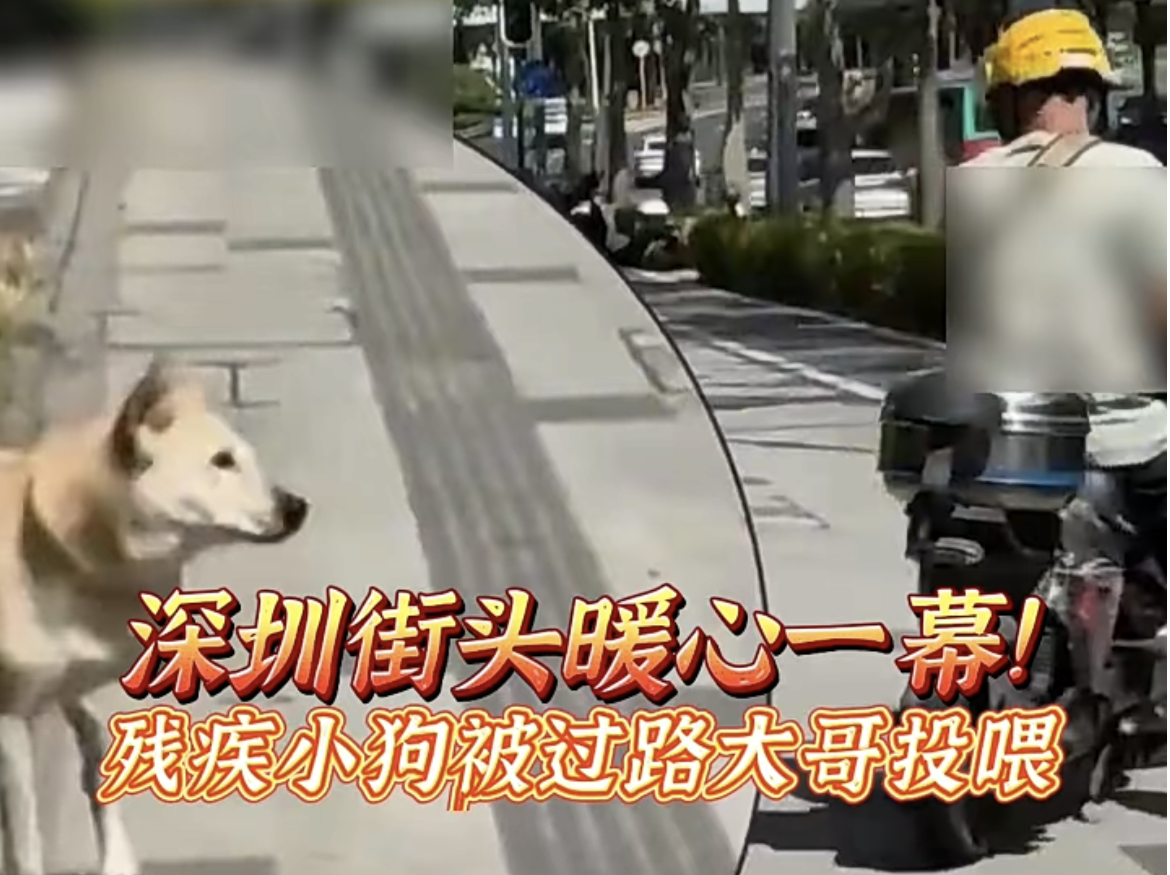晶视频丨深圳街头暖心一幕！残疾小狗被过路大哥投喂