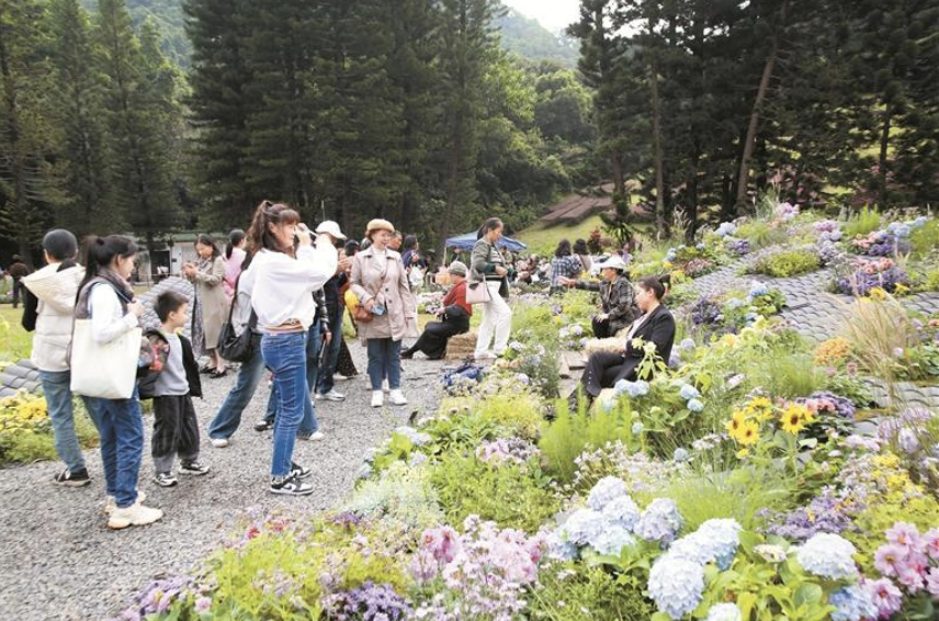 仙湖植物园邀市民赏花品秋 两百多种八万余株花卉绽放“秋花集”