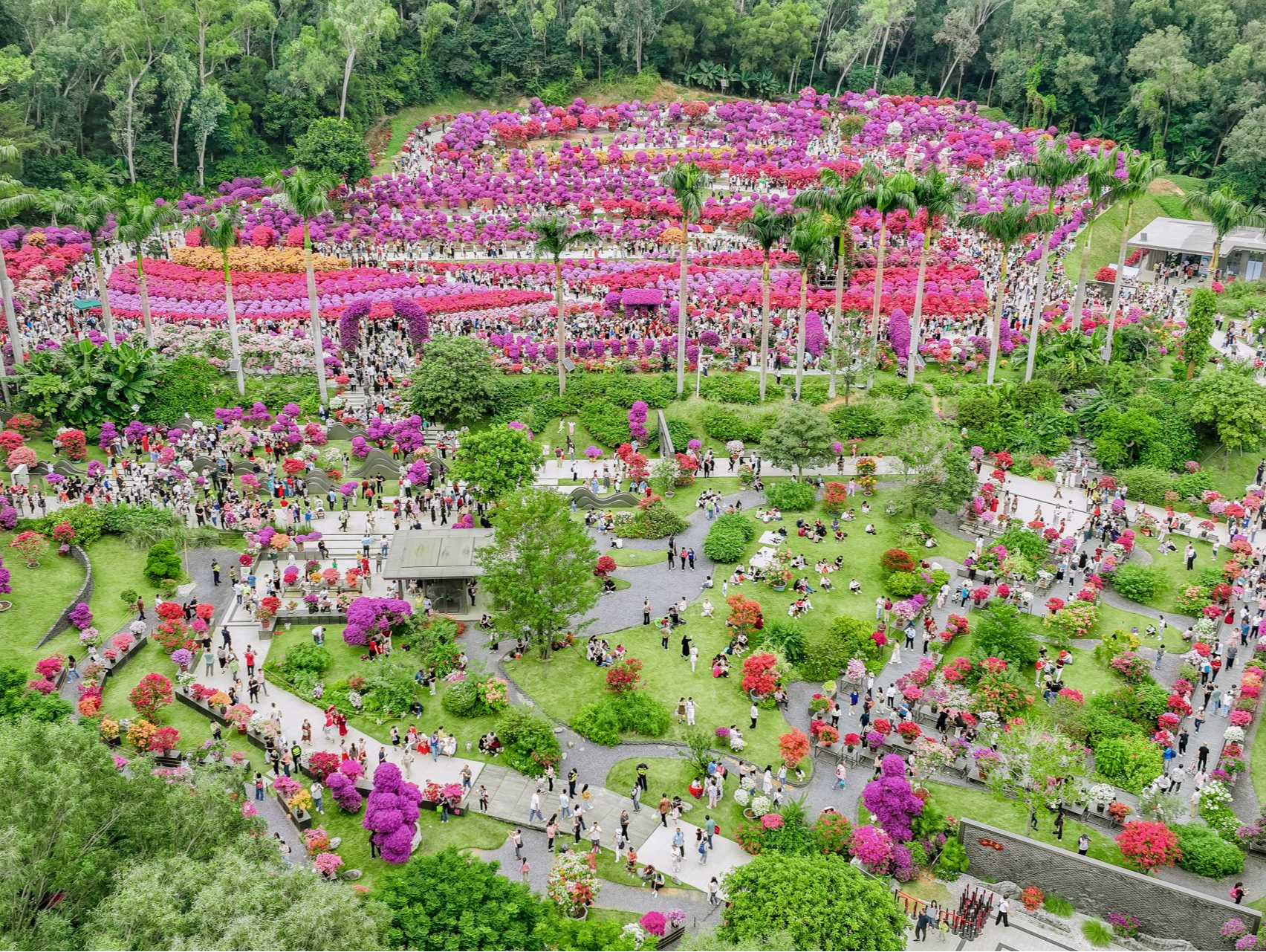 9天超92万人次赏花！深圳簕杜鹃赏花周落幕