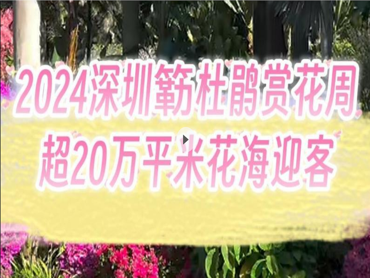 晶视频｜2024深圳簕杜鹃赏花周盛大开启 超20万平米花海迎客