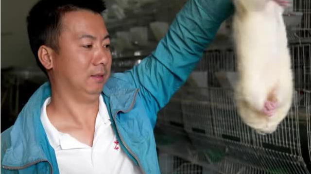 华农兄弟再养竹鼠