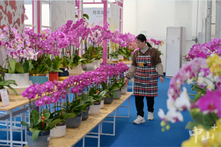 近千种花卉开始热销！中山神湾镇兰花基地备足“年花”迎春节