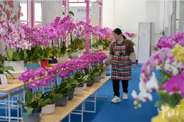 近千种花卉开始热销！中山神湾镇兰花基地备足“年花”迎春节