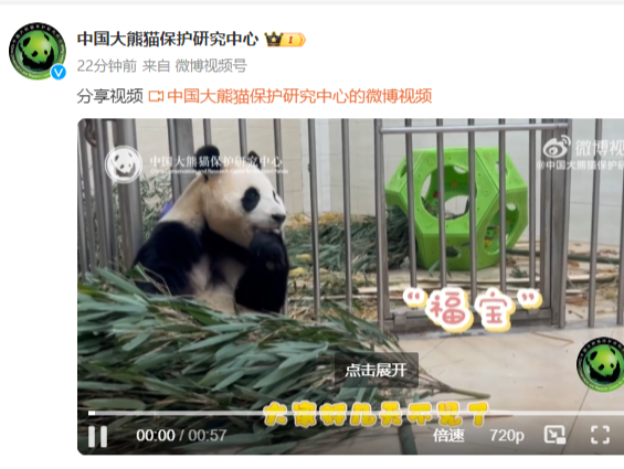 中国大熊猫保护研究中心：大熊猫福宝各项病毒检测都是阴性